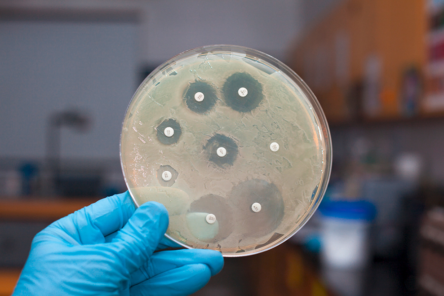 Bakterienkulturen in einer Petrischale | Foto: ggw1962/shutterstock.com